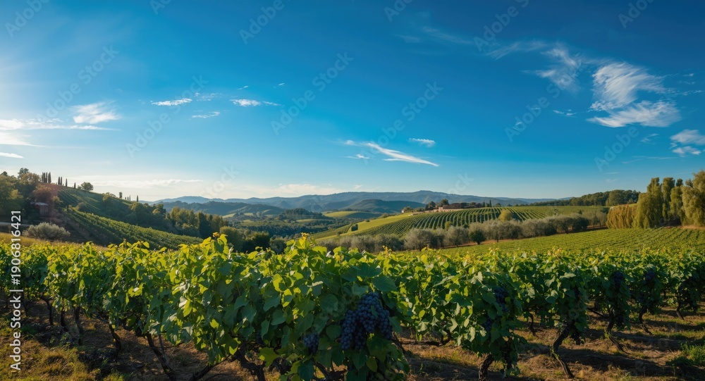 Naklejka premium Lush vineyard and olive groves on rolling hills under a clear sky designed for promotional visuals
