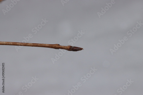 Photos Chrrry Blossom Bud in Winter, Sakura Branch Close Up with Copy Space