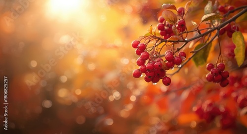 Fall foliage accent with a rowan branch full of red berries and dew drops shining