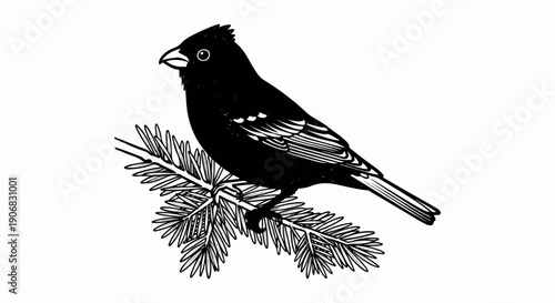 Black bird perched on a pine branch