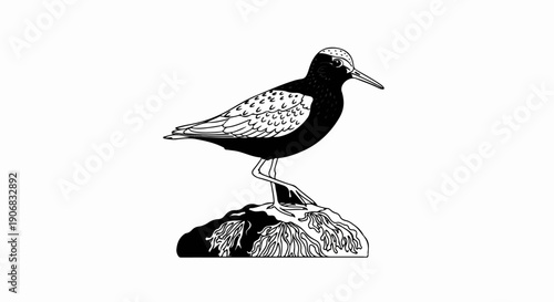 Black and white illustration of a shorebird perched on a rock