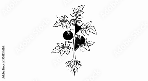 Black and white illustration of a tomato plant with fruit and roots