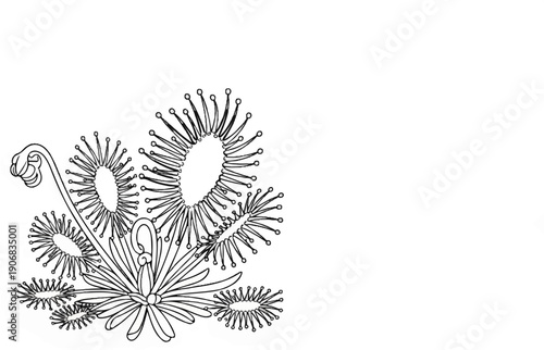 Black and white illustration of carnivorous sundew plants with dew drops