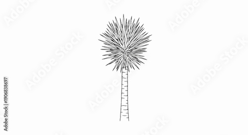 A stark, hand-drawn sketch of a yucca palm tree against a white background