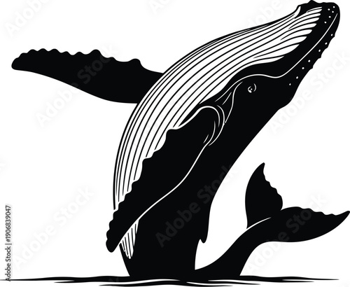 A humpback whale leaping out of the ocean water with its tail and fins visible in a black silhouette illustration
