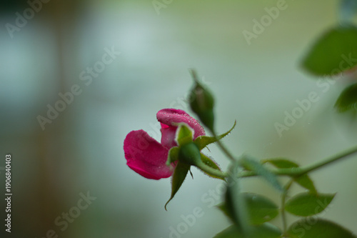 Macro of Pink Rose Bud with Delicate Morning Dew Drops on Soft Bokeh Background