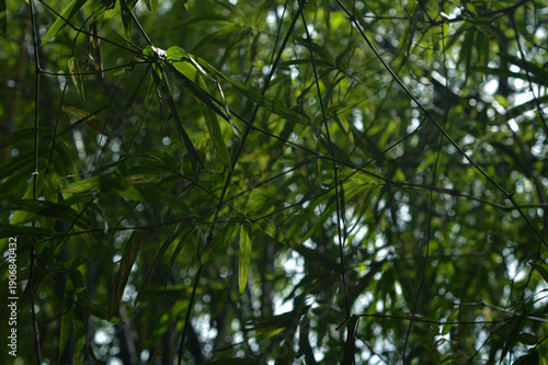 Dense Bamboo Foliage with Sunlight Filtering Through Green Leaves in Forest