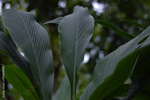 Macro of Large Tropical Leaves with Deep Parallel Veins and Soft Bokeh Background