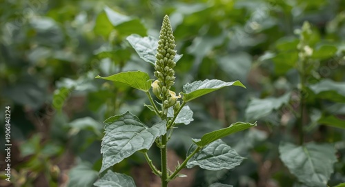 Active growth stage of soyb...