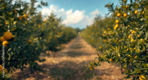 Lemon tree orchard with a s...