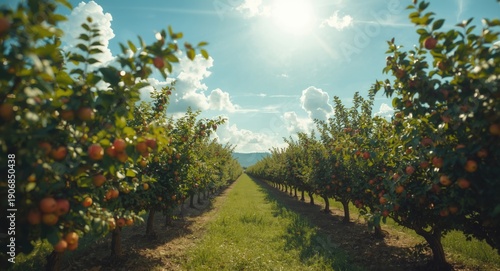 Full orchard view under bri...