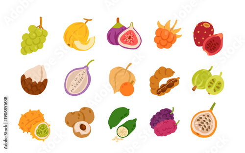 Exotic tropical fruits vector illustration set with grape melon fig cloudberry prickly pear salak akebia physalis tamarind gooseberry kiwano longan finger lime mulberry granadilla flat design