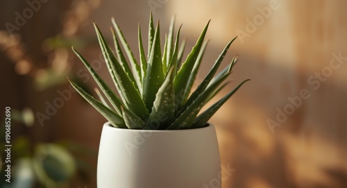 Flourishing aloe vera in a ...