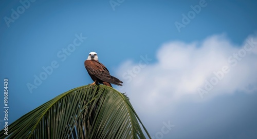 Brahminy Kite bird calmly p...