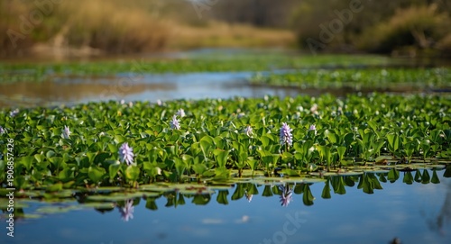 Aquatic water hyacinth plan...