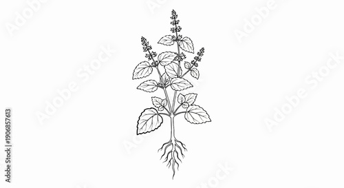 Detailed line drawing of a flowering herb with prominent root system