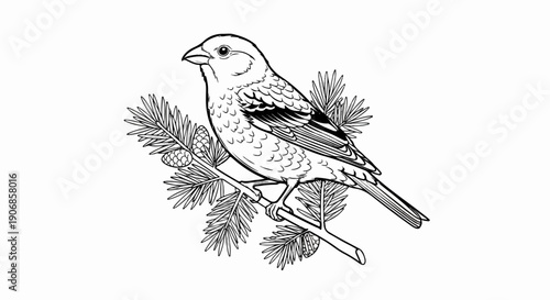 Detailed line drawing of a small bird perched on a pine branch with cones