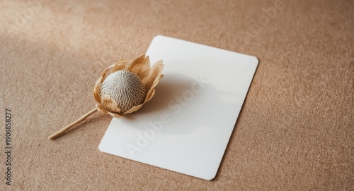 Dried protea flower resting...