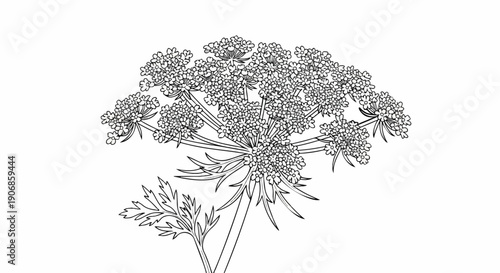 Delicate white flower cluster with feathery green leaves, line art illustration