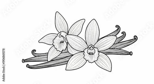Botanical illustration of vanilla pods and flowers, black and white line art