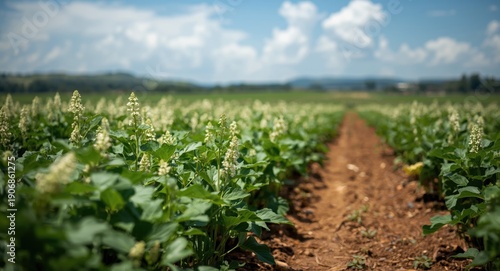 Growing young soybean crops...