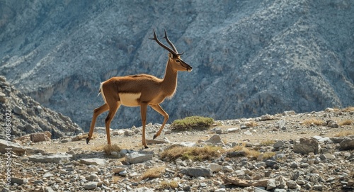 Bharal gracefully advancing...