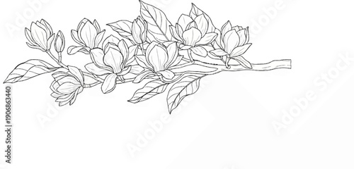 Delicate sketch of blooming magnolia flowers and leaves on a branch