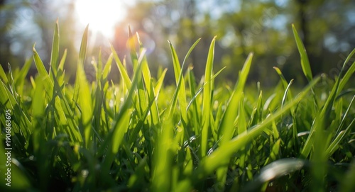 Close up of green blades of...
