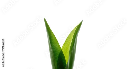 A solitary green tulip leaf...