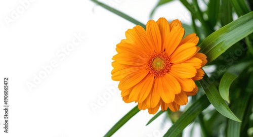 Detailed orange flower with...