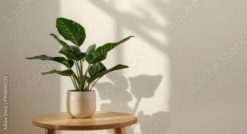 Houseplant with thick lush ...
