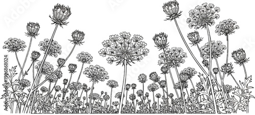 Detailed black and white drawing of blooming wildflowers reaching skyward