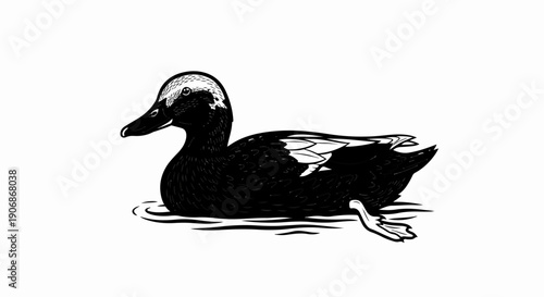 Detailed black and white illustration of a duck swimming in water