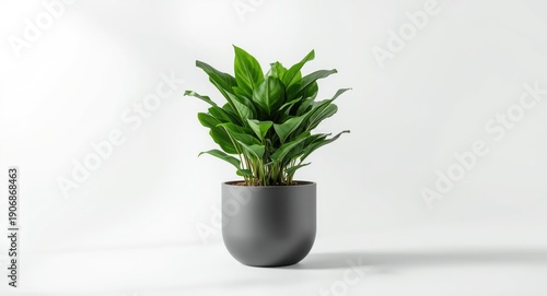 A single modern pot contain...