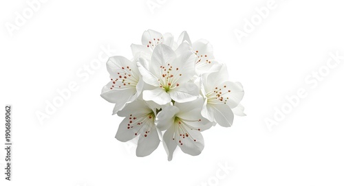 Isolated white azalea bloss...
