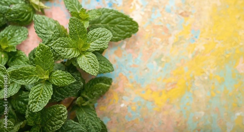 Detailed fresh mint leaves ...