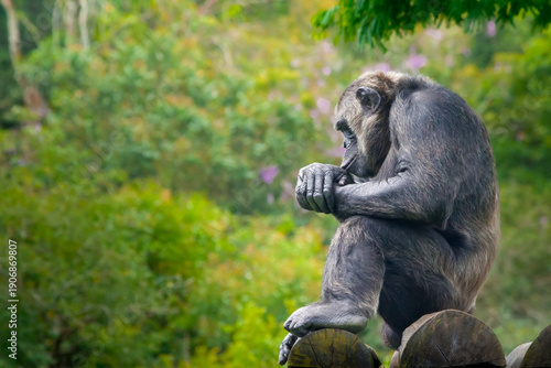 Φωτογραφία Pensive Common Chimpanzee: Close-up Profile of a Chimp Sitting in a Thoughtful P