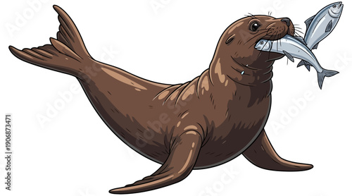 Brown sea lion catching a fish with prey held in its mouth