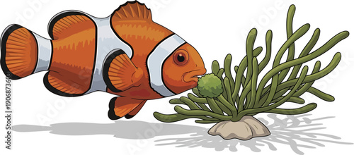Clownfish nuzzling green sea anemone illustration