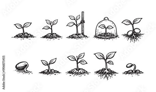 Sketch illustration depicting seedling growth stages. Use this image for designs illustrating growth, development, nature, organic farming, ecology, life cycles, or educational purposes.