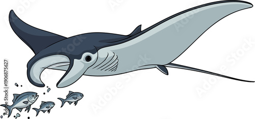 Filter feeding manta ray swimming near small fish