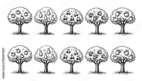 A whimsical orchard of hand-drawn fruit trees, featuring apples, pears, cherries, and plums. Perfect for illustrating healthy eating or an organic farm.
