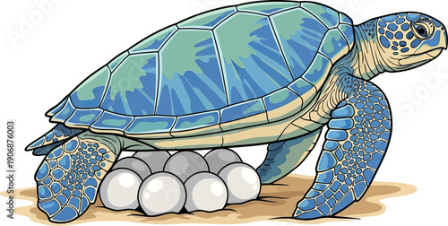 Green sea turtle nesting on sand with clutch of white eggs