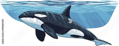 Killer whale orca swimming underwater in blue ocean