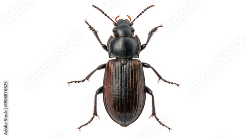 Fotografía Close-up of a black beetle on a transparent background.