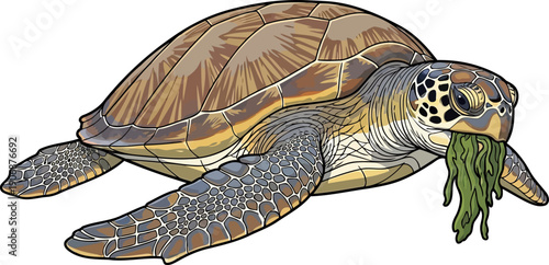 Marine turtle consuming green algae detailed illustration