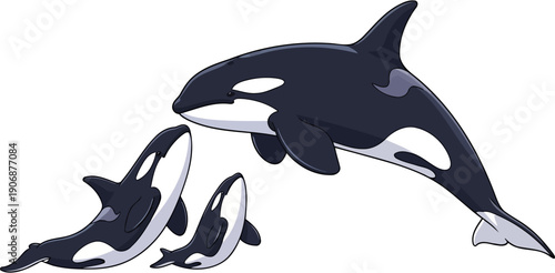 Pod of orca killer whales swimming in the ocean