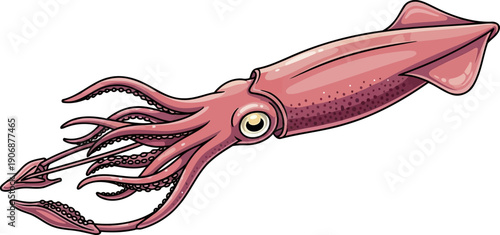 Reddish pink squid with long tentacles and large eye illustration
