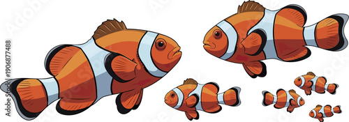School of small orange clownfish with distinct white bands swimming