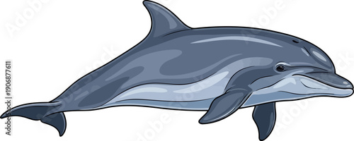 Sleek grey dolphin swimming in calm blue ocean